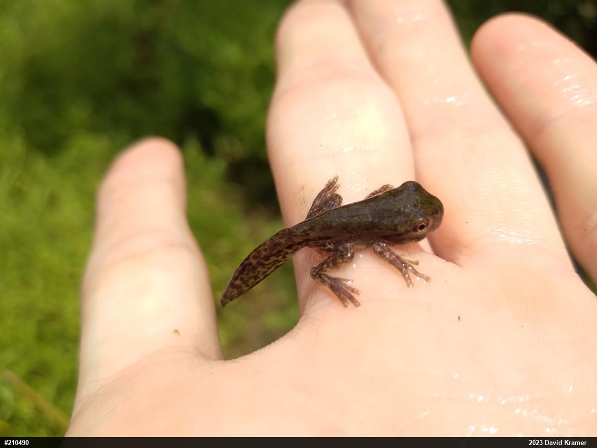 Unknown Gray Treefrog