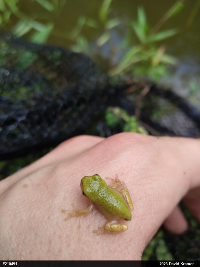 Unknown Gray Treefrog