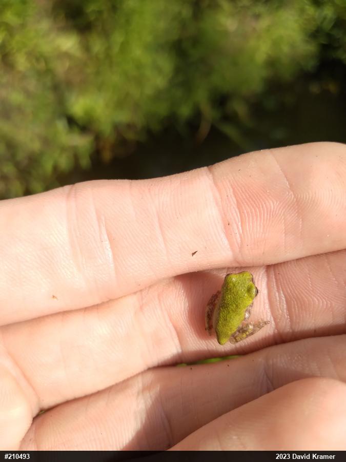 Unknown Gray Treefrog