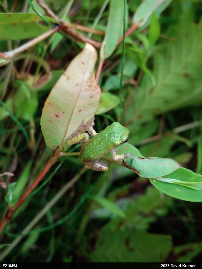 Unknown Gray Treefrog
