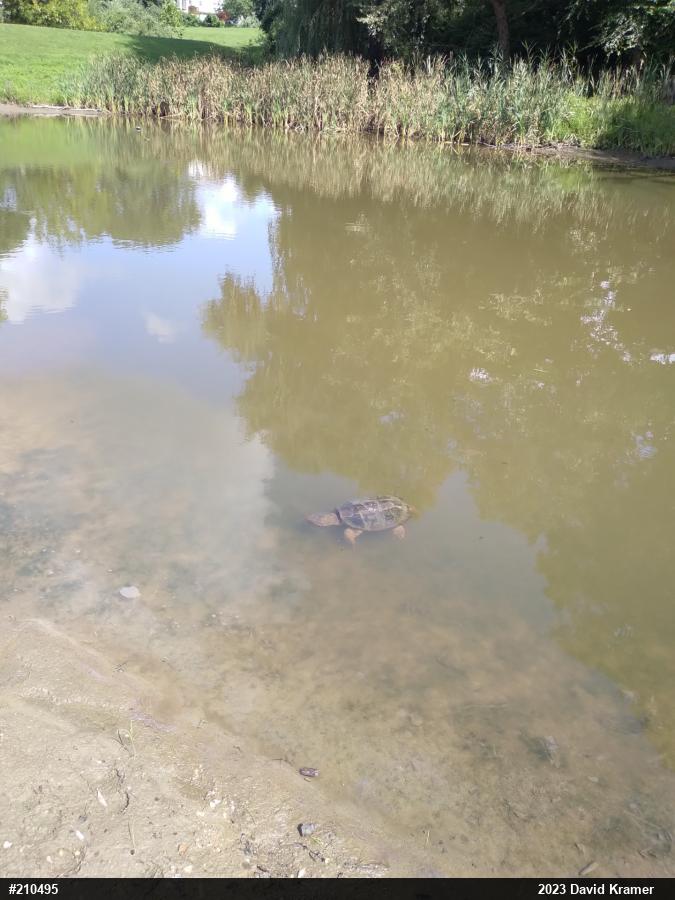 Snapping Turtle