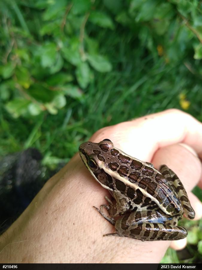 Pickerel Frog