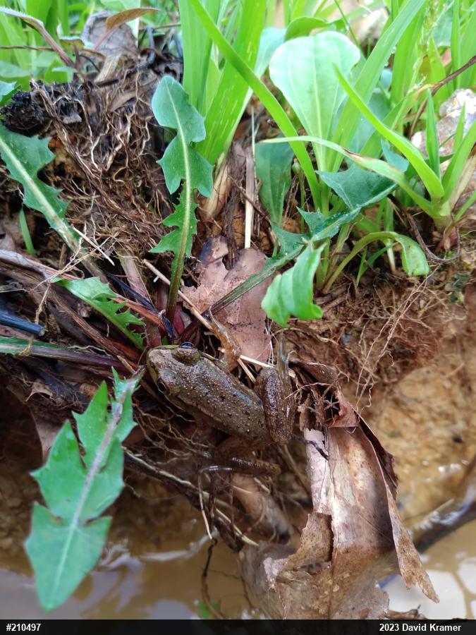 Green Frog