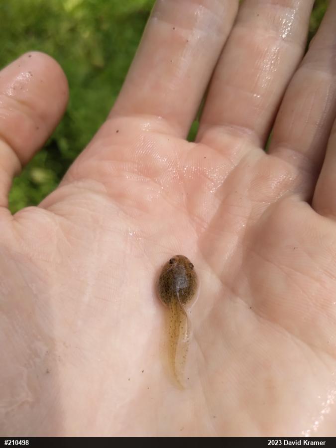 Wood Frog