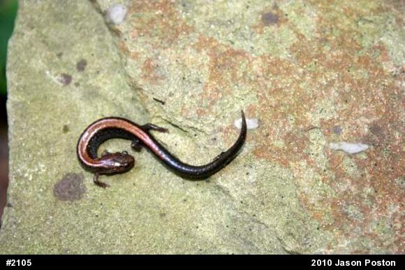 Eastern Red-backed  Salamander