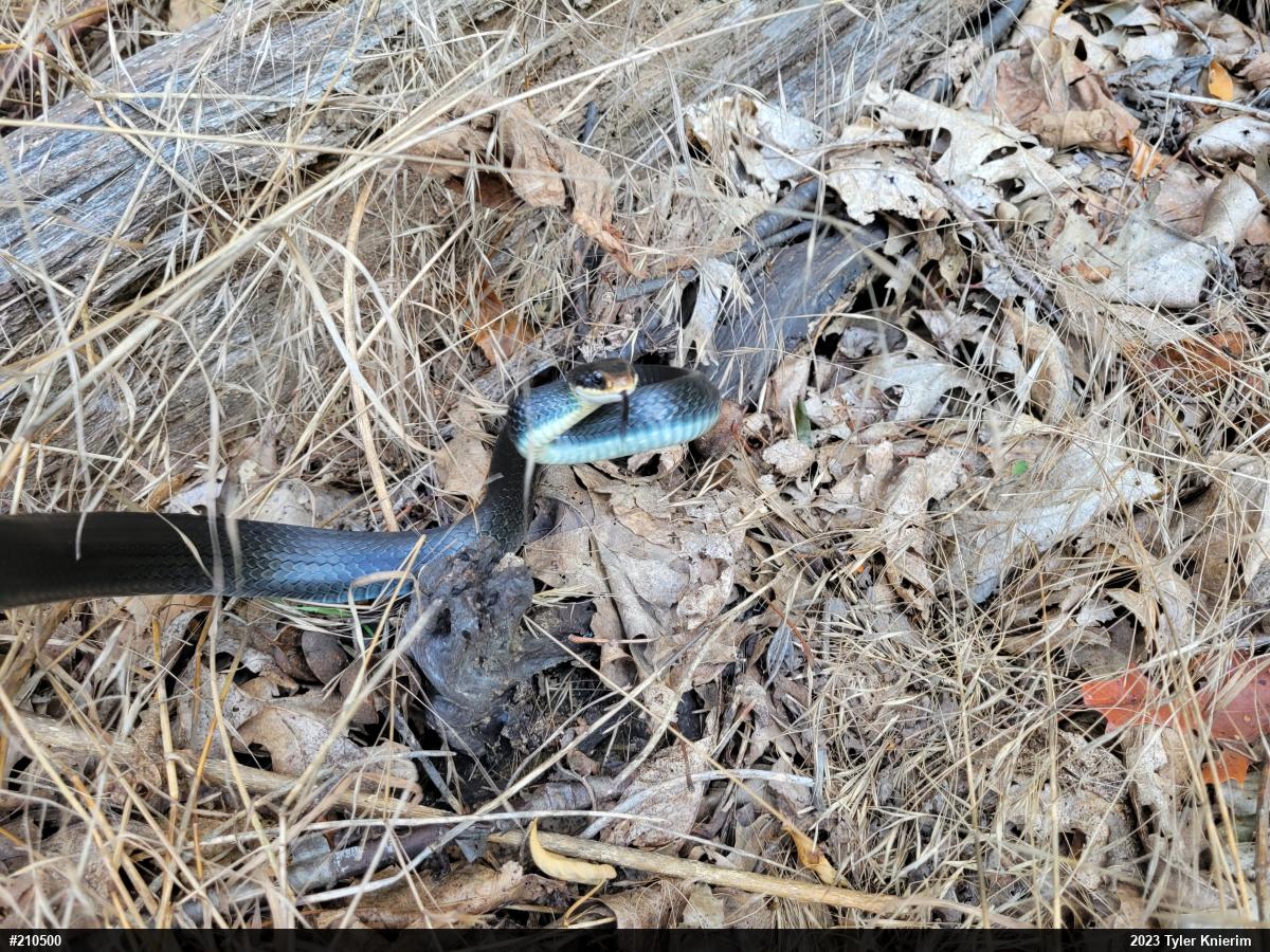 Northern Black Racer