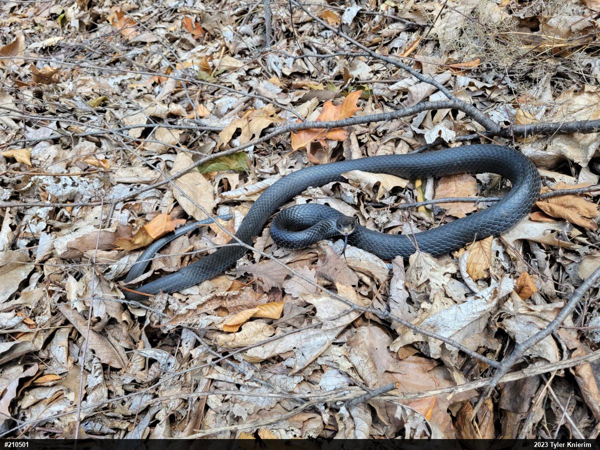 Northern Black Racer