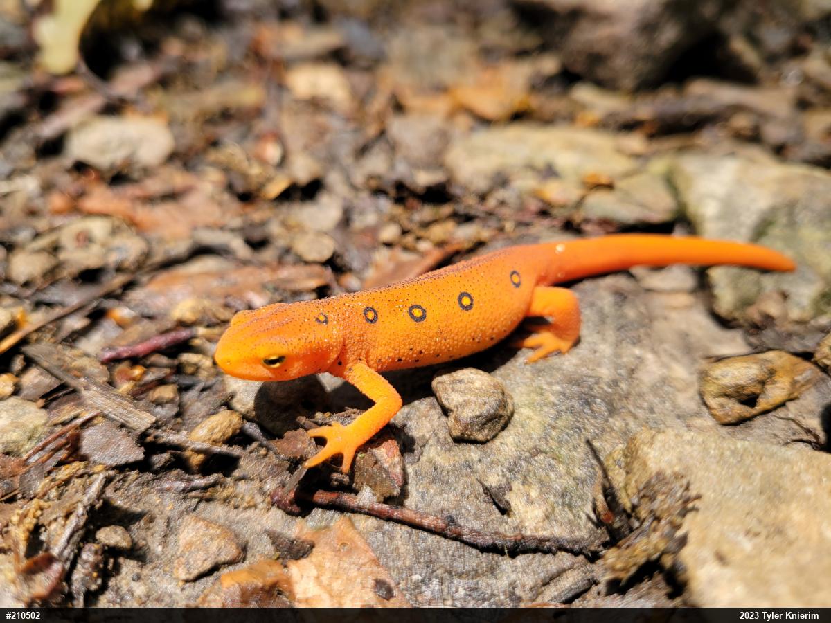 Red-spotted Newt