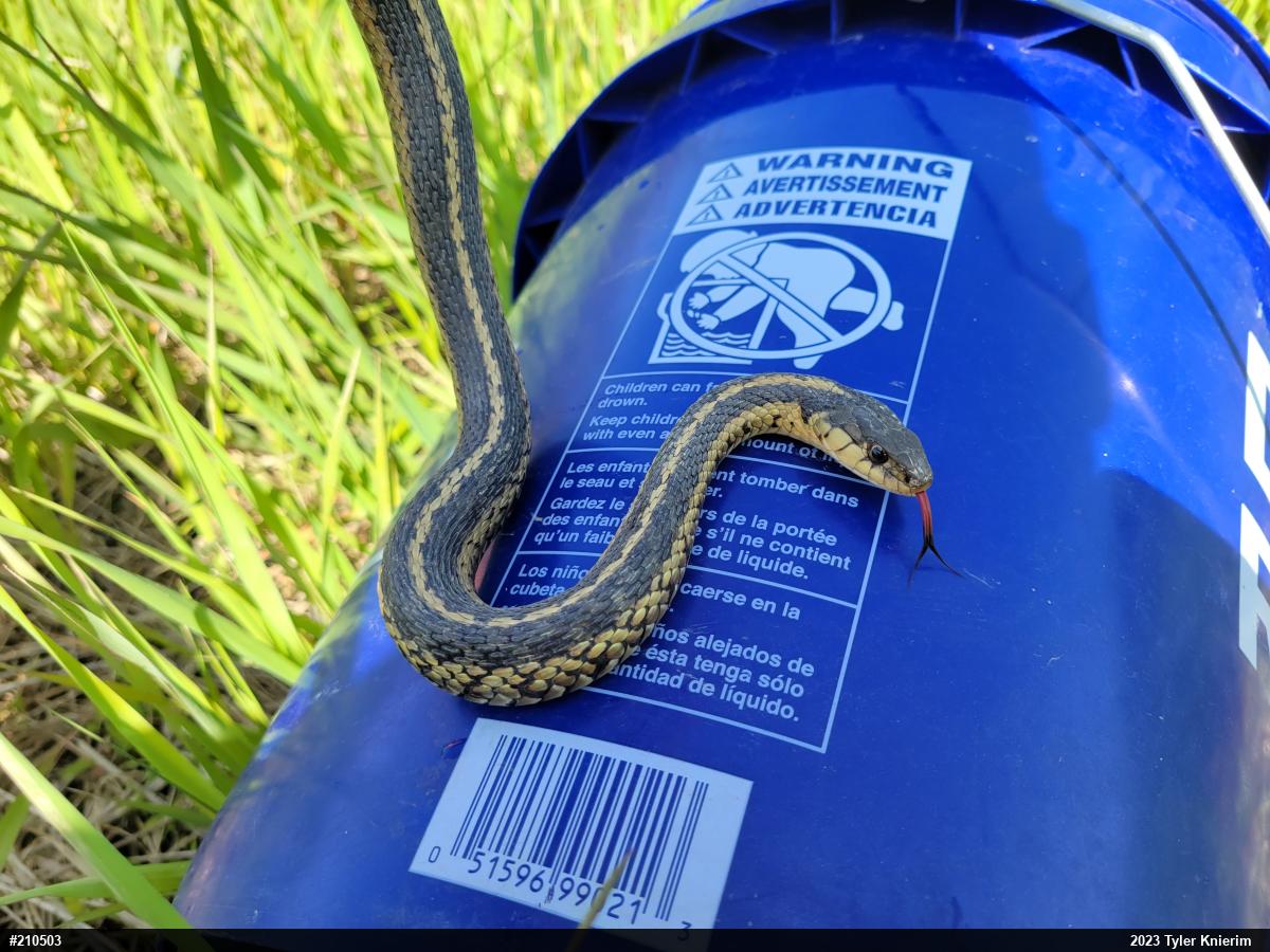 Eastern Gartersnake