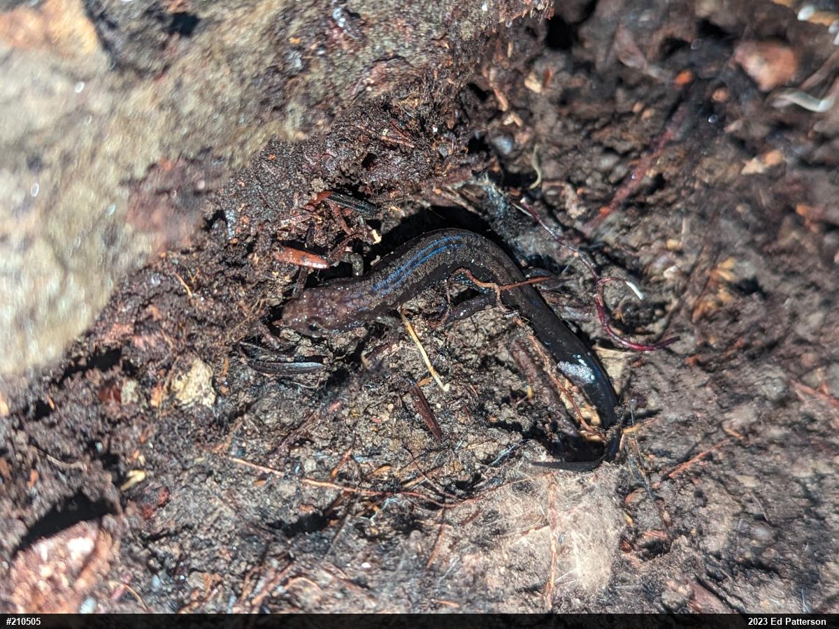 Allegheny Mountain Dusky Salamander