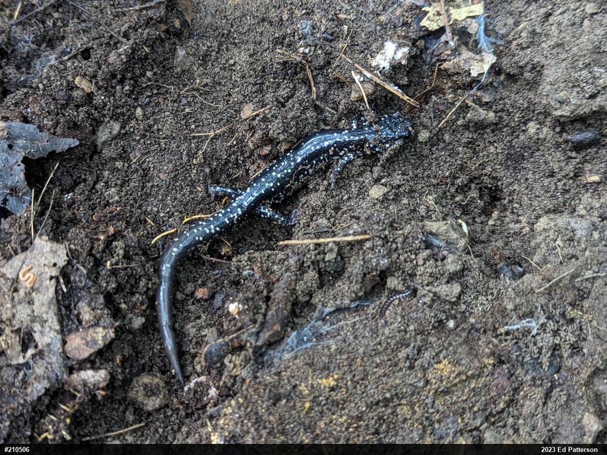 Northern Slimy Salamander