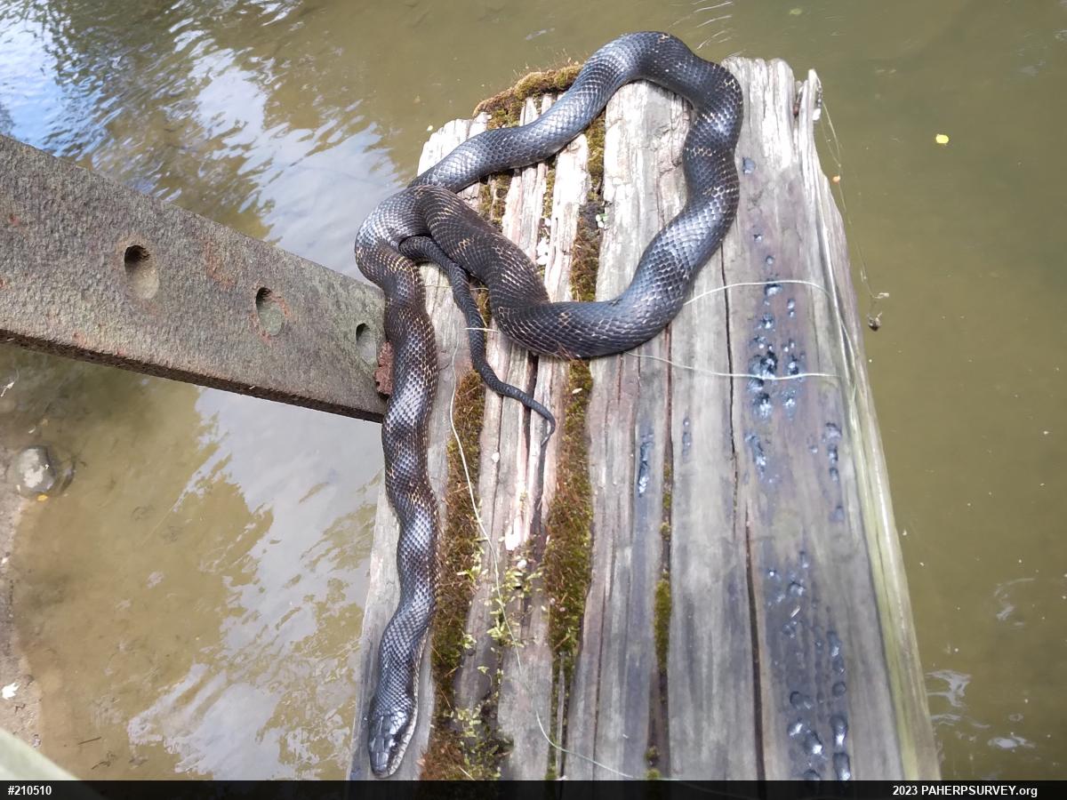Eastern Ratsnake