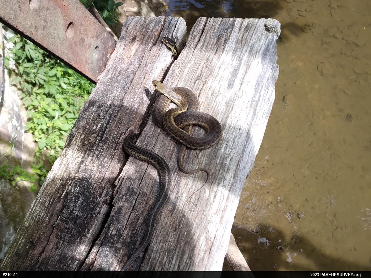 Eastern Gartersnake