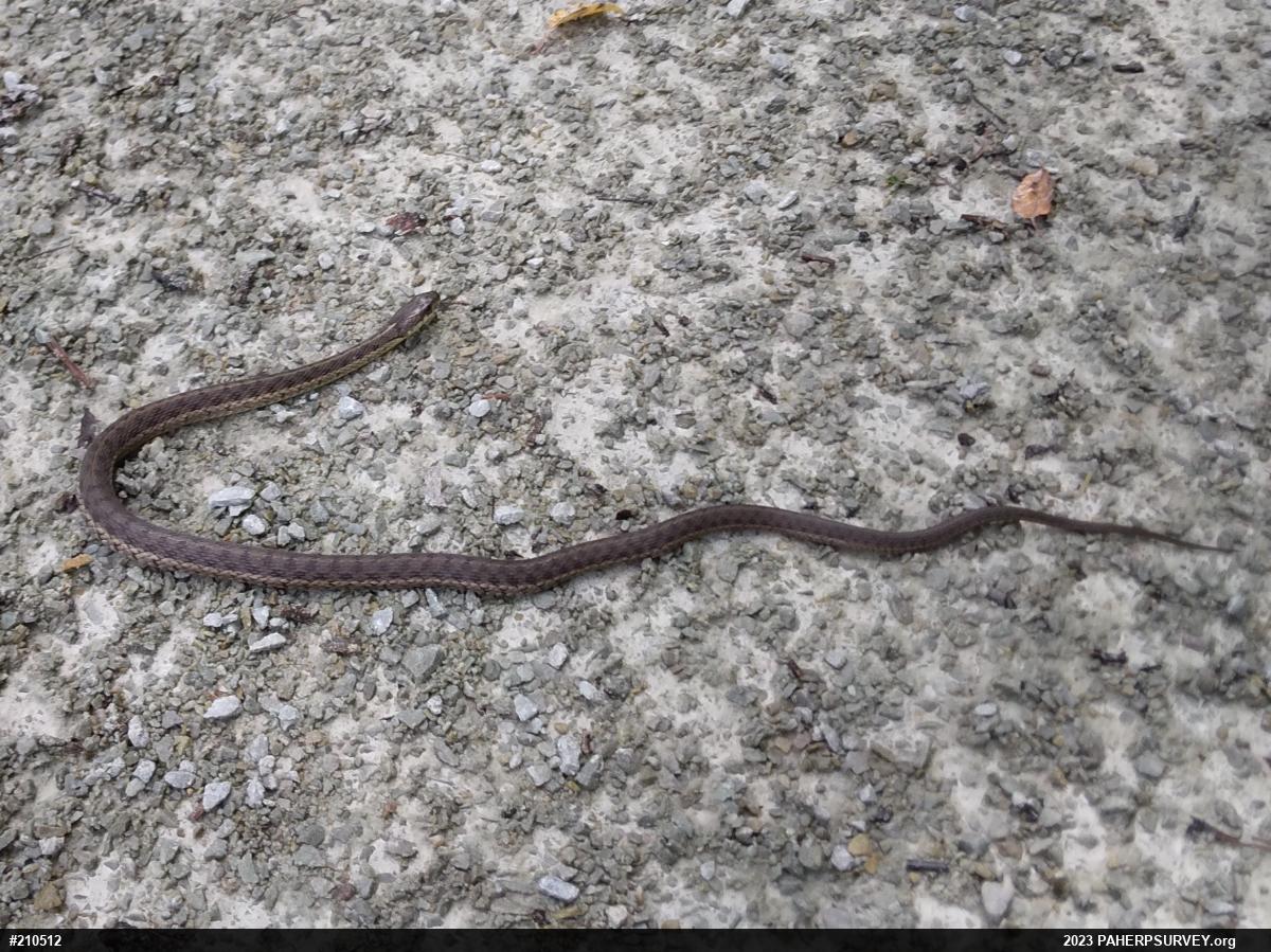 Eastern Gartersnake