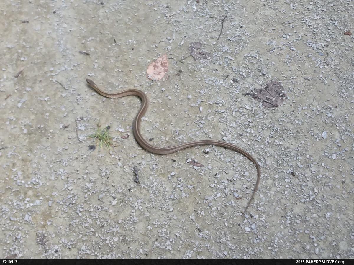Eastern Gartersnake