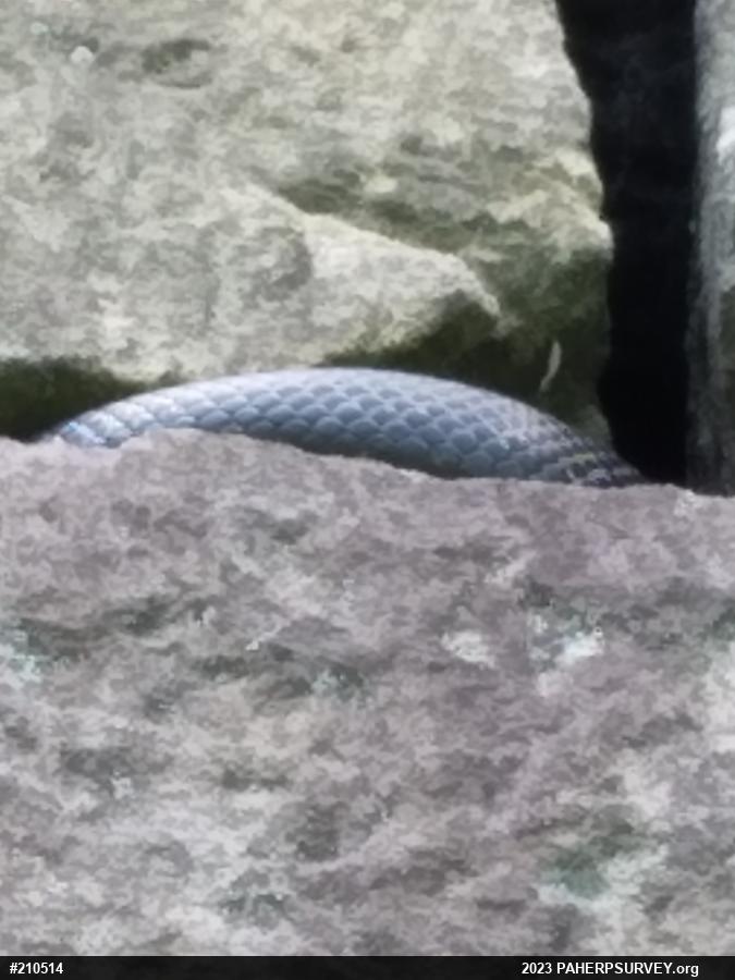 Eastern Ratsnake