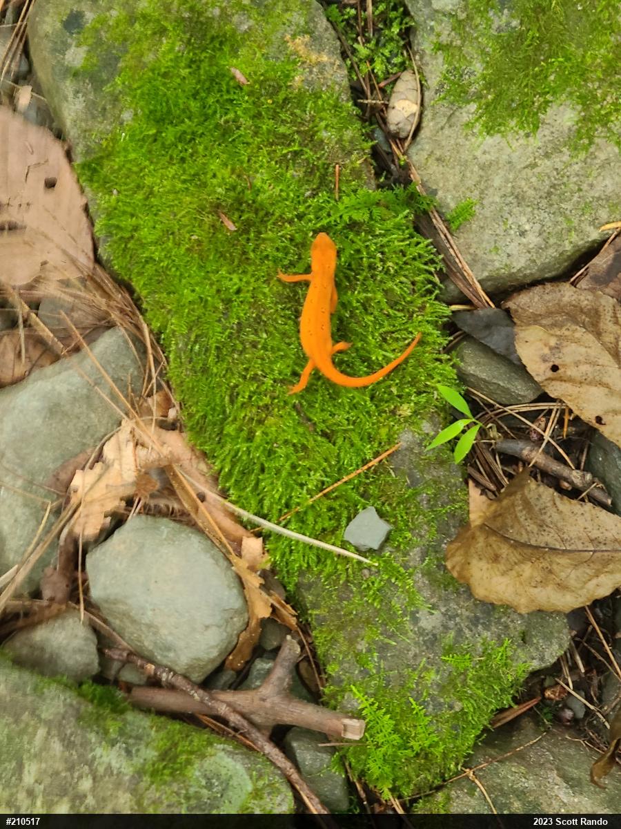Red-spotted Newt