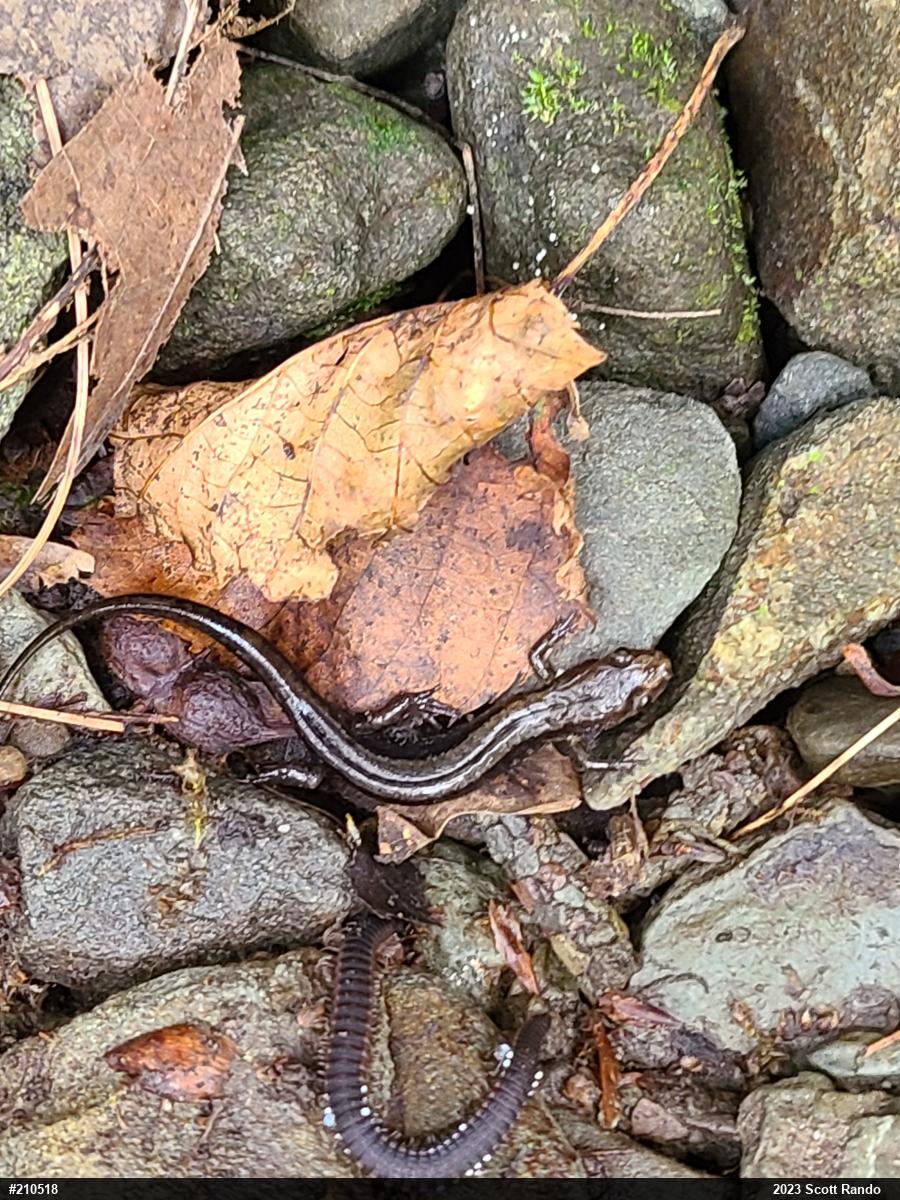 Allegheny Mountain Dusky Salamander