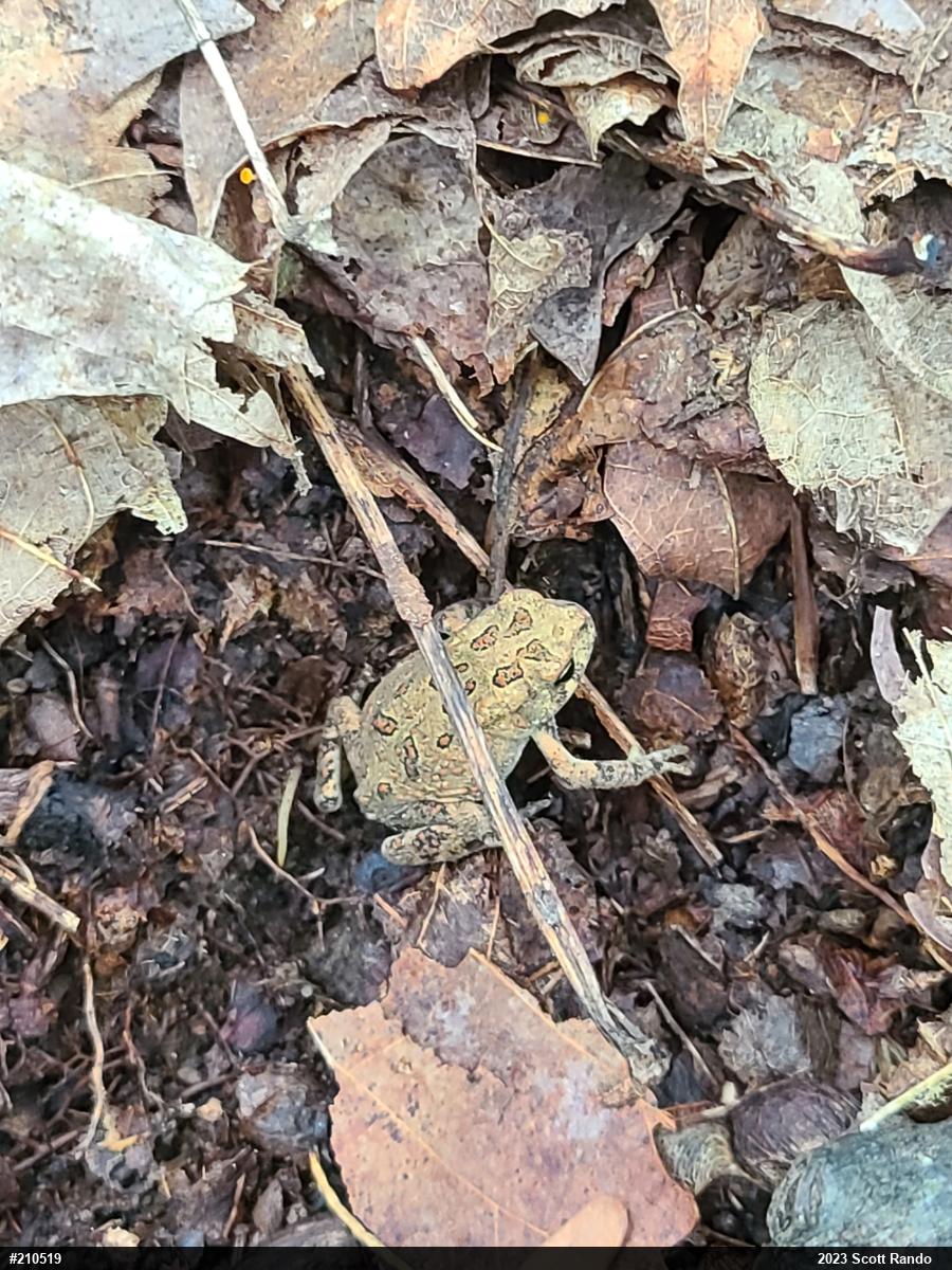 Eastern American Toad
