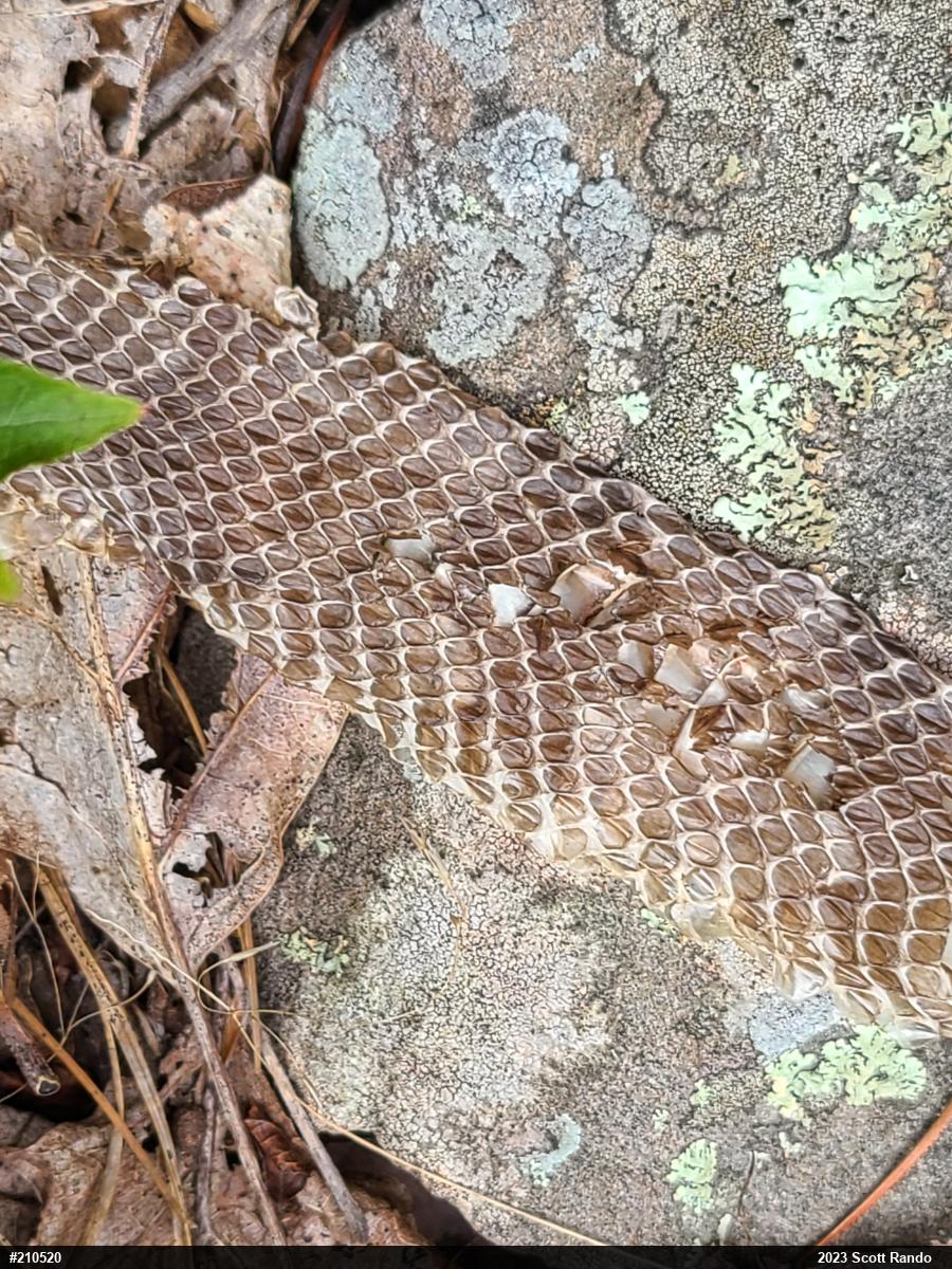 Timber Rattlesnake