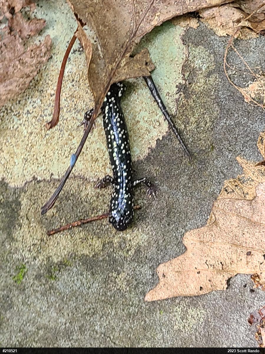 Northern Slimy Salamander