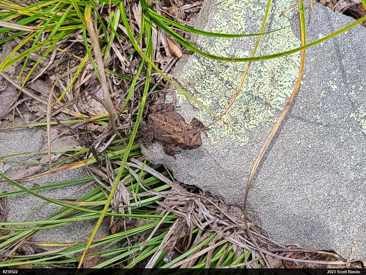 Eastern American Toad