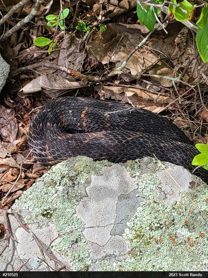 Timber Rattlesnake