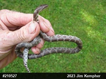 Eastern Milksnake