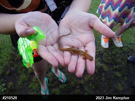 Eastern Long-tailed Salamander