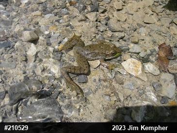 Green Frog