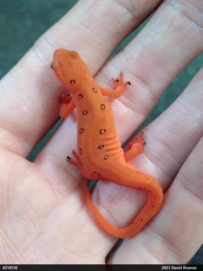 Red-spotted Newt