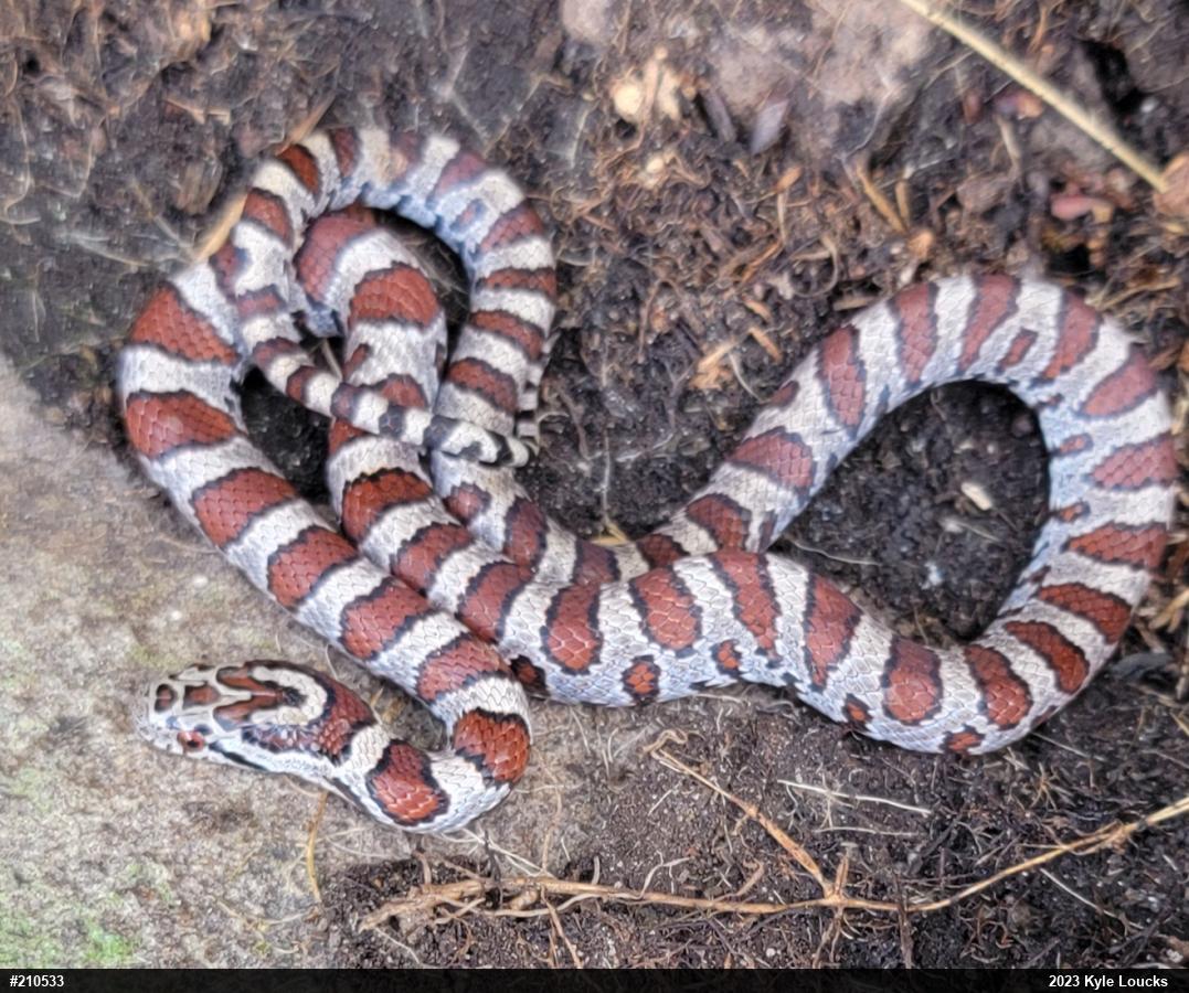 Eastern Milksnake