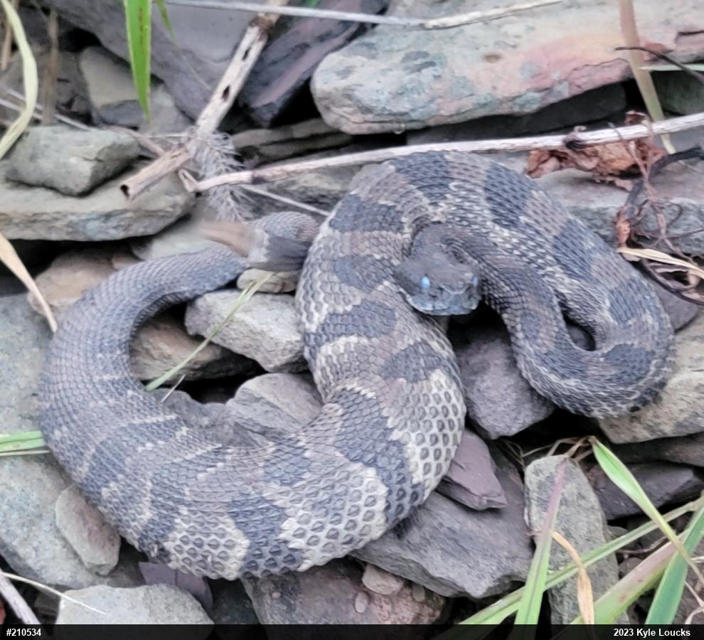 Timber Rattlesnake