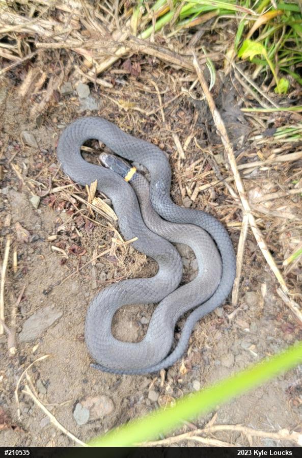 Northern Ring-necked Snake