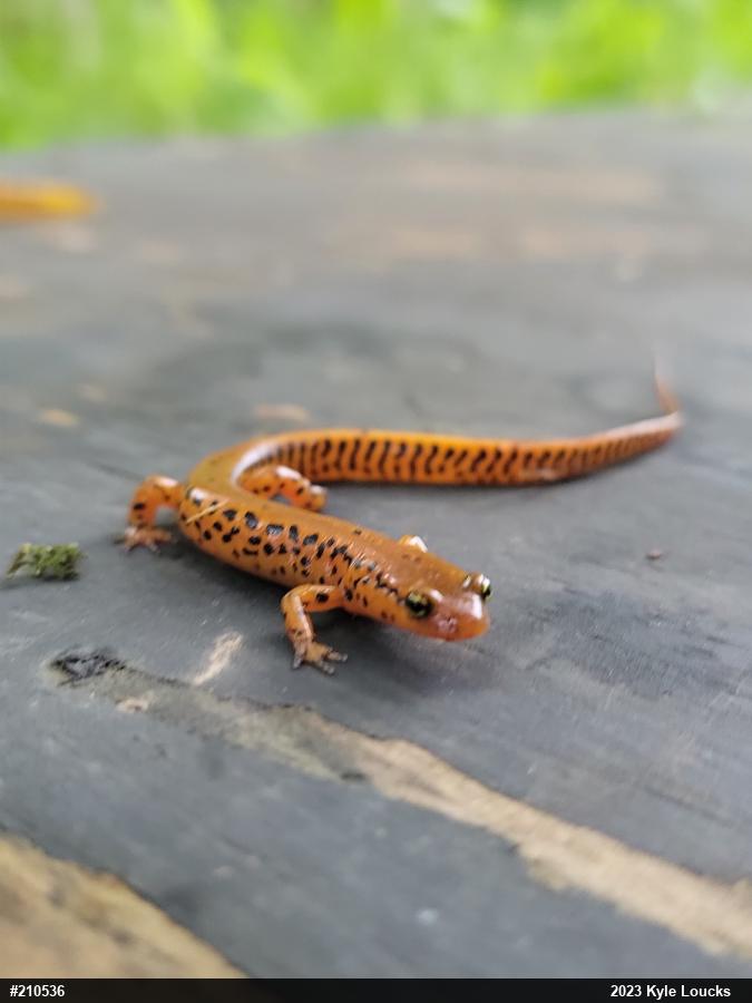 Eastern Long-tailed Salamander
