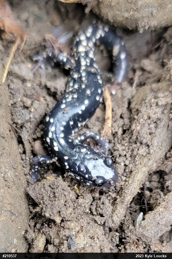 Northern Slimy Salamander