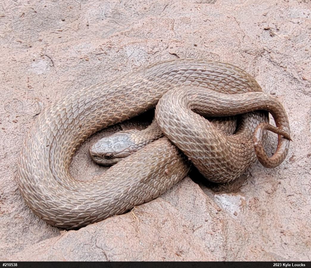 Red-bellied Snake