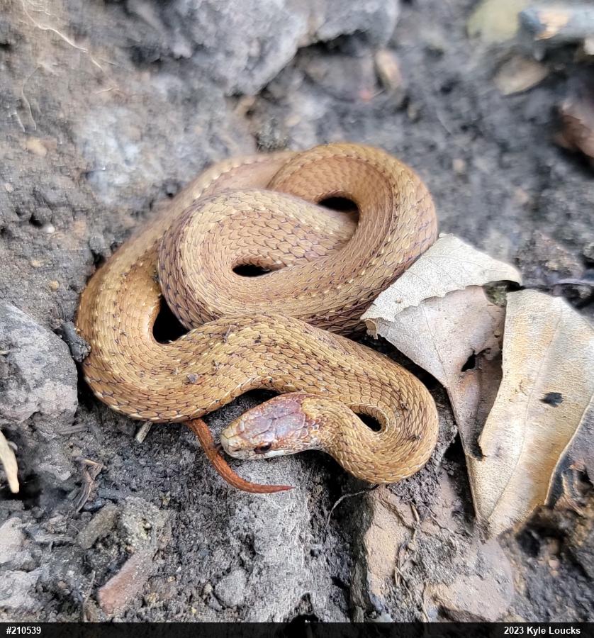 Red-bellied Snake