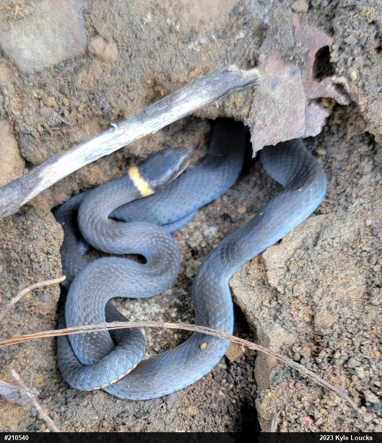Northern Ring-necked Snake