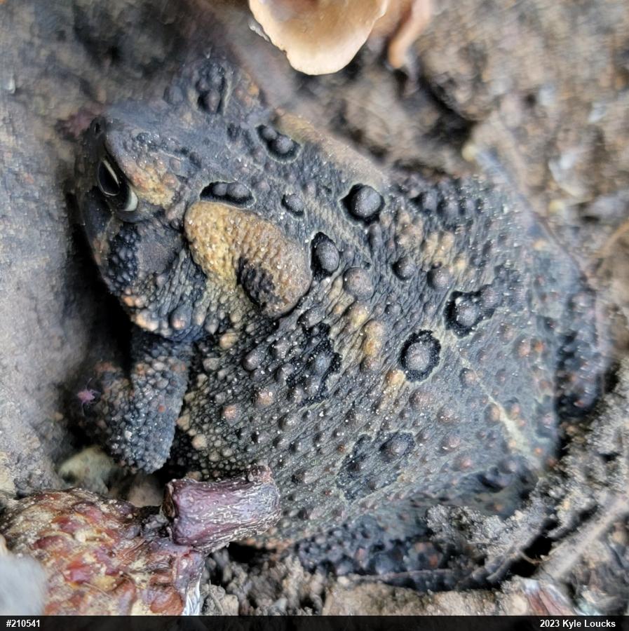 Eastern American Toad