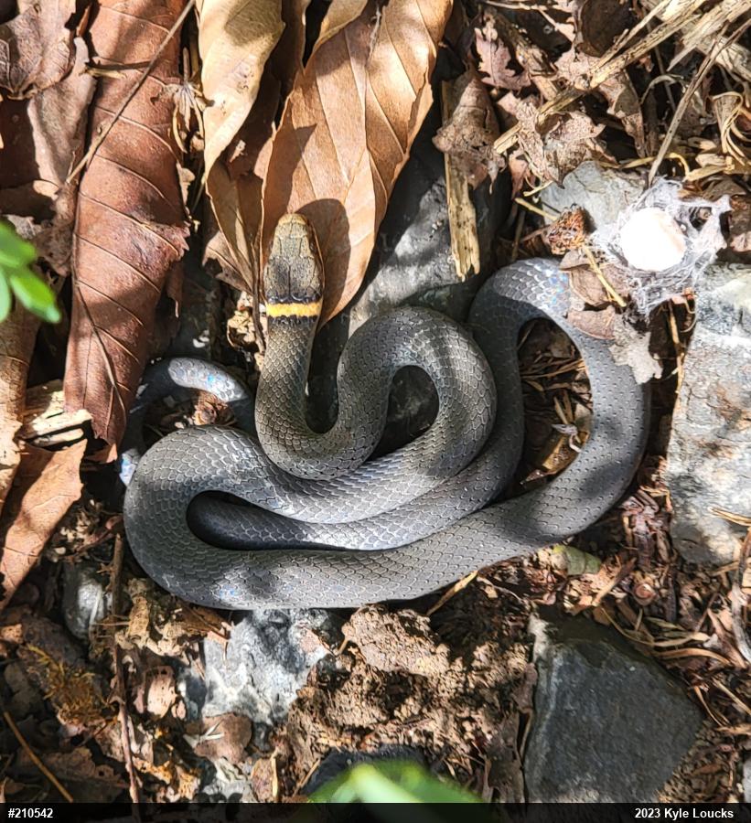 Northern Ring-necked Snake