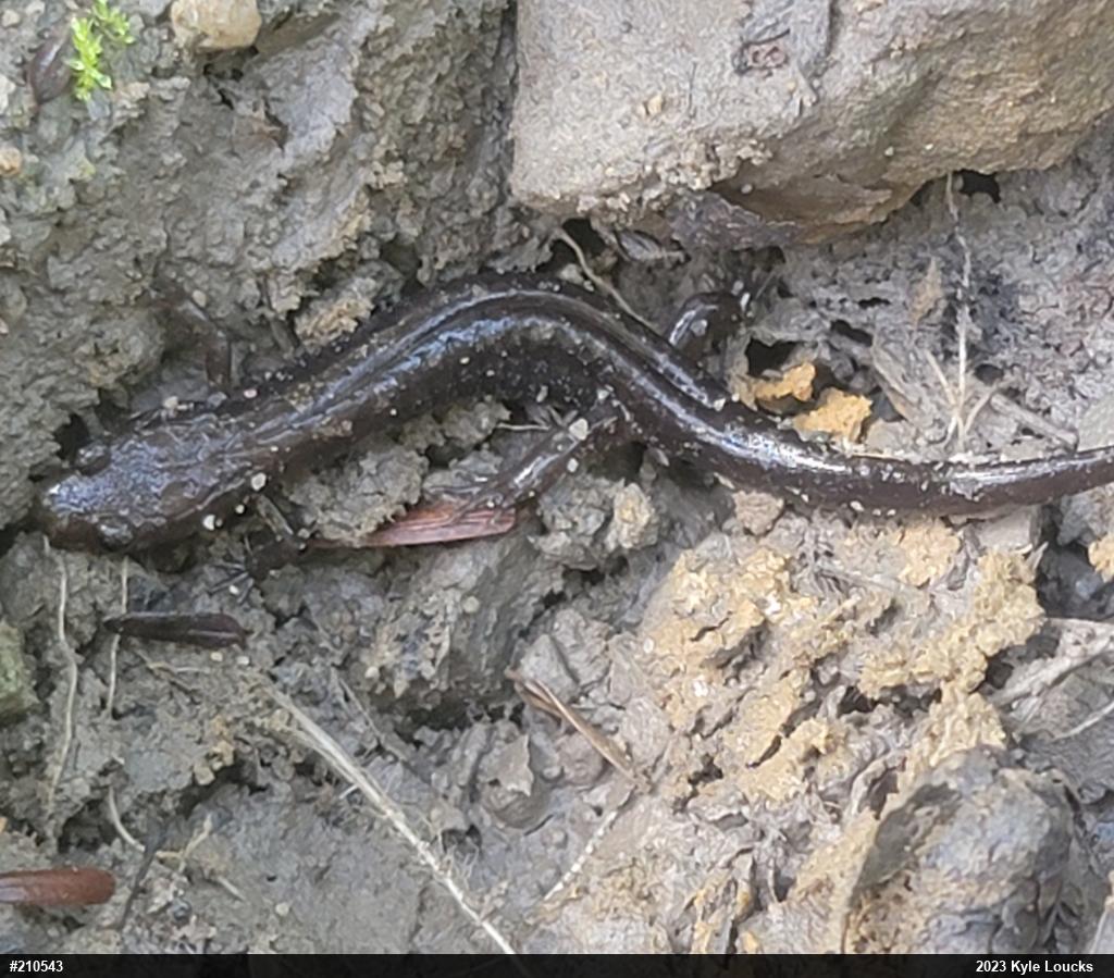 Allegheny Mountain Dusky Salamander