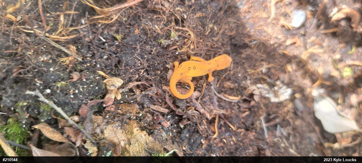 Red-spotted Newt