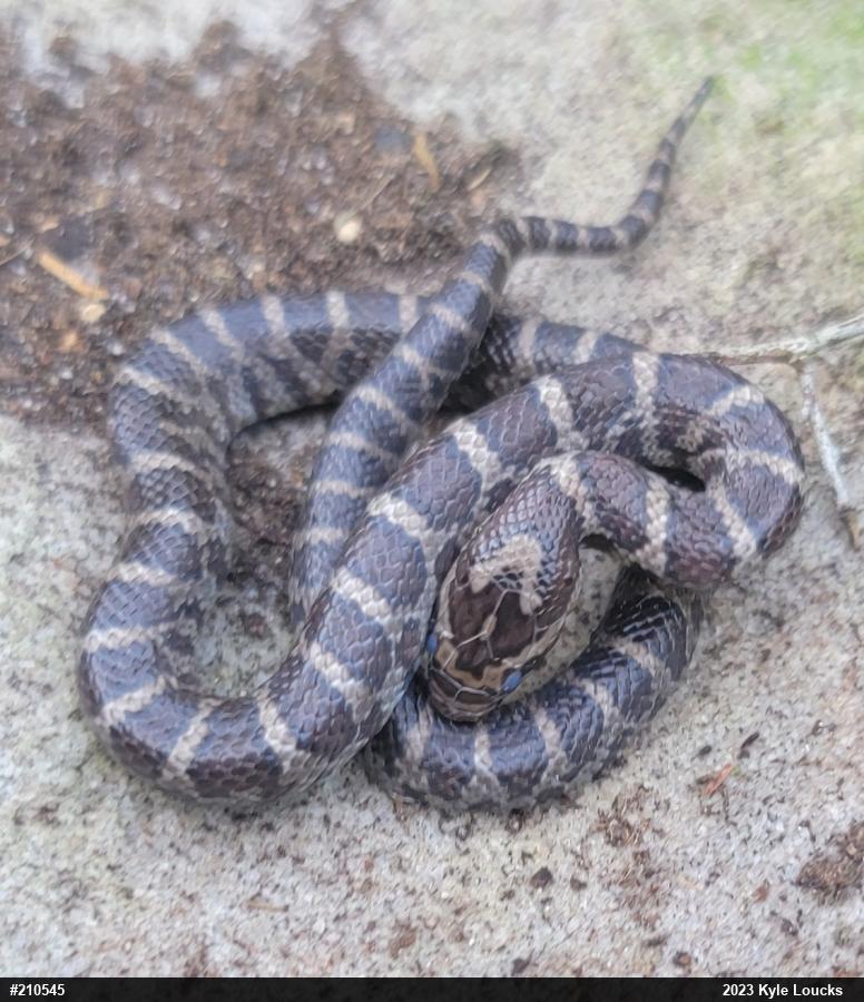 Eastern Milksnake