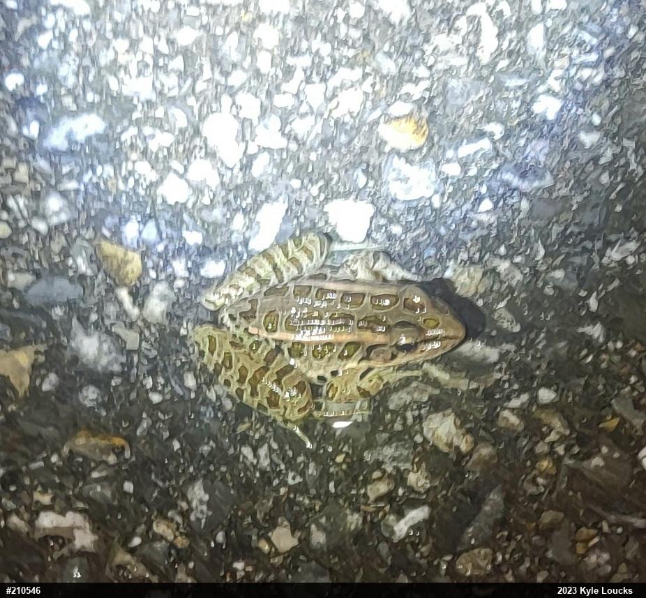 Pickerel Frog