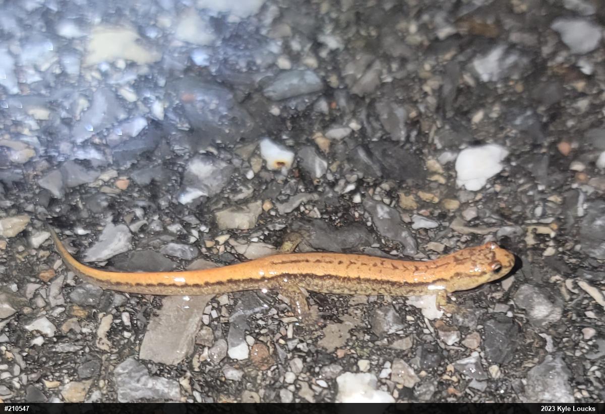 Allegheny Mountain Dusky Salamander