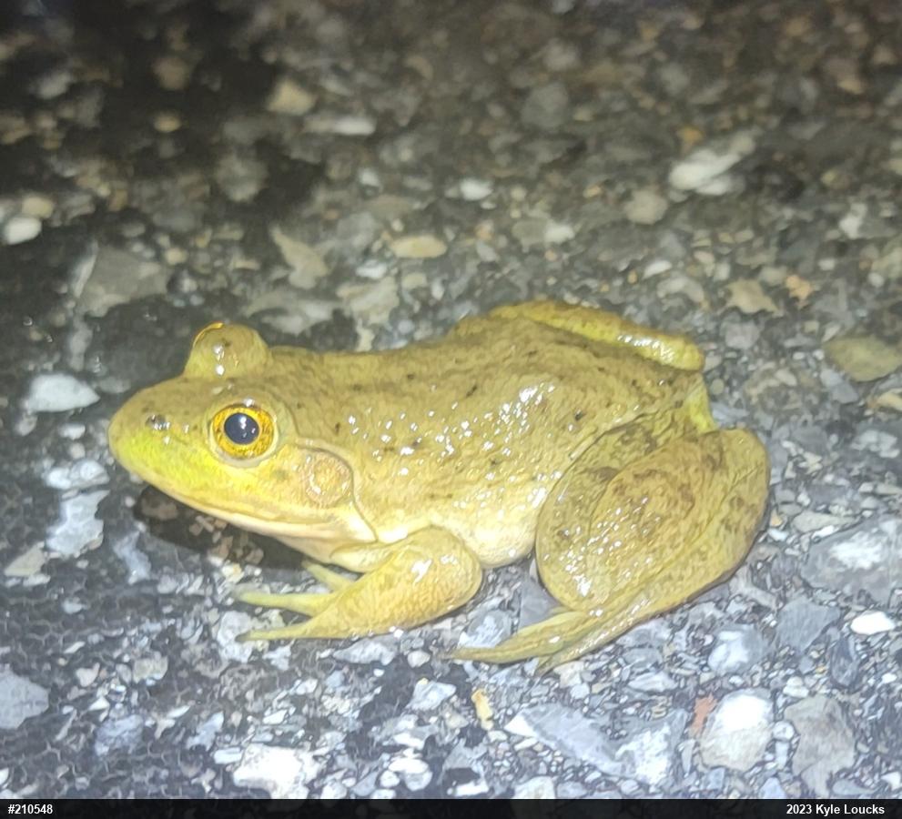 American Bullfrog