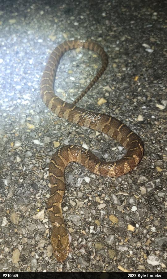 Northern Watersnake