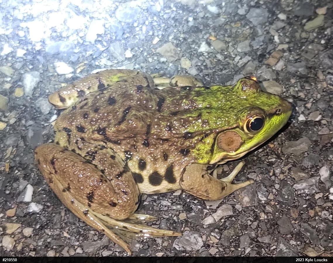 Green Frog