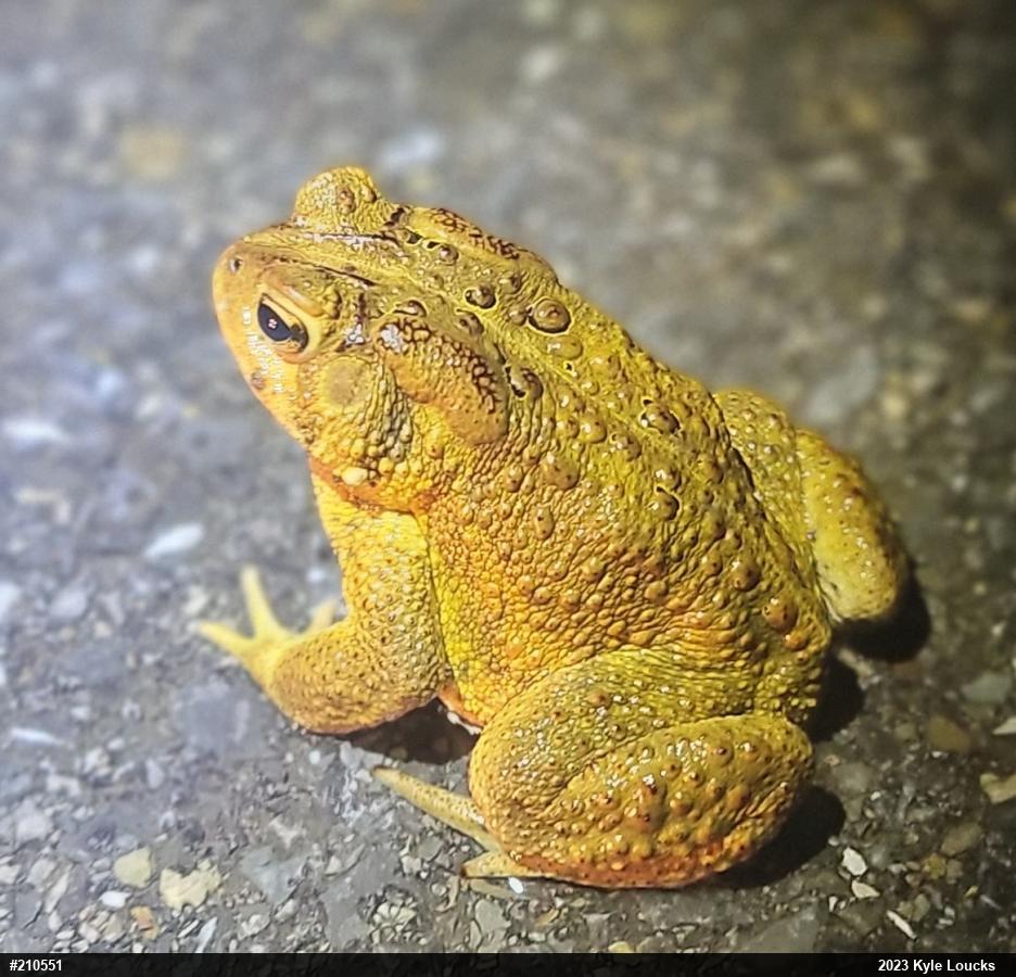 Eastern American Toad